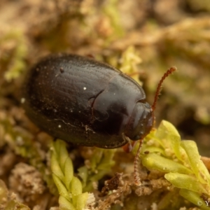 Archeocrypticidae sp. (family) at Cotter River, ACT - 16 Sep 2023