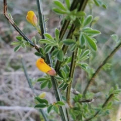 Cytisus scoparius subsp. scoparius (Scotch Broom, Broom, English Broom) at Fadden, ACT - 17 Sep 2023 by KumikoCallaway