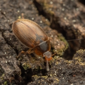 Leiodidae sp. (family) at Cotter River, ACT - 16 Sep 2023