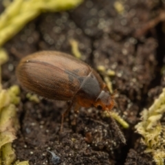 Leiodidae sp. (family) at Cotter River, ACT - 16 Sep 2023