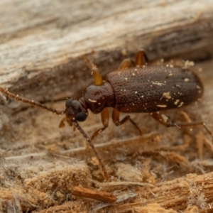 Anthicinae (subfamily) at Cotter River, ACT - 16 Sep 2023