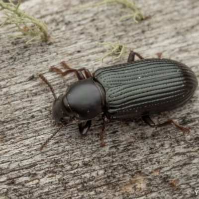 Kaszaba sp. (genus) (Darkling beetle) at Namadgi National Park - 16 Sep 2023 by living