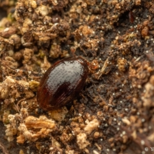 Euxestidae sp.(family) at Cotter River, ACT - 16 Sep 2023