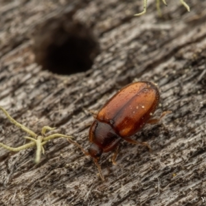 Periptyctus sp. (genus) at Cotter River, ACT - 16 Sep 2023