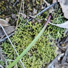 Cladia sp. (genus) at Stromlo, ACT - 16 Sep 2023 by BethanyDunne