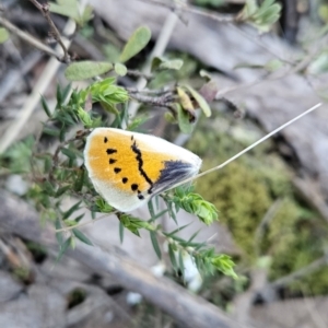 Gastrophora henricaria at Stromlo, ACT - 17 Sep 2023