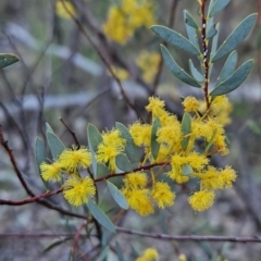 Acacia buxifolia subsp. buxifolia (Box-leaf Wattle) at Stromlo, ACT - 16 Sep 2023 by BethanyDunne