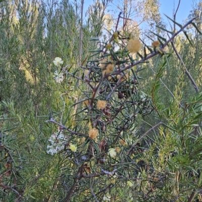 Acacia ulicifolia (Prickly Moses) at Stromlo, ACT - 17 Sep 2023 by BethanyDunne