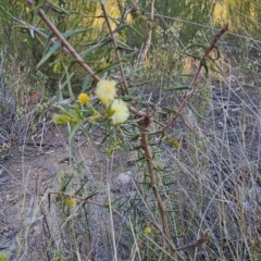 Acacia ulicifolia at Stromlo, ACT - 17 Sep 2023