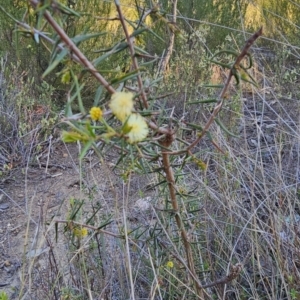 Acacia ulicifolia at Stromlo, ACT - 17 Sep 2023