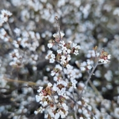 Styphelia attenuata (Small-leaved Beard Heath) at Stromlo, ACT - 17 Sep 2023 by BethanyDunne