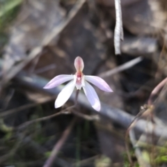 Caladenia fuscata (Dusky Fingers) at Stromlo, ACT - 16 Sep 2023 by BethanyDunne