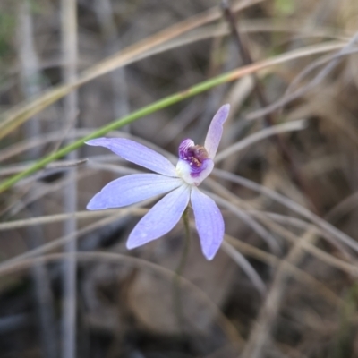 Cyanicula caerulea (Blue Fingers, Blue Fairies) at Stromlo, ACT - 17 Sep 2023 by BethanyDunne