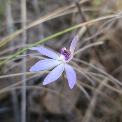 Cyanicula caerulea (Blue Fingers, Blue Fairies) at Stromlo, ACT - 16 Sep 2023 by BethanyDunne