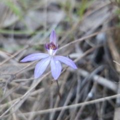 Cyanicula caerulea (Blue Fingers, Blue Fairies) at Stromlo, ACT - 17 Sep 2023 by BethanyDunne