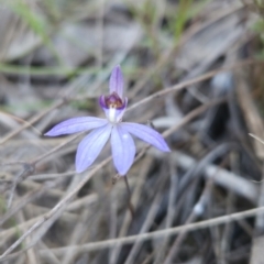 Cyanicula caerulea (Blue Fingers, Blue Fairies) at Stromlo, ACT - 16 Sep 2023 by BethanyDunne