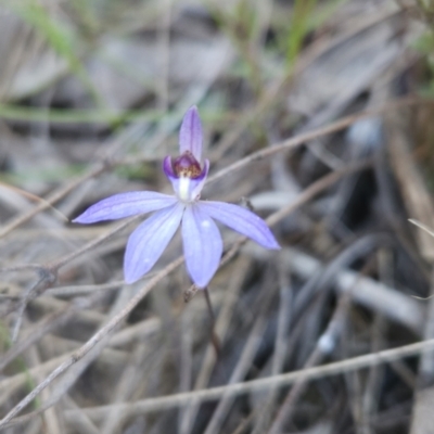 Cyanicula caerulea (Blue Fingers, Blue Fairies) at Stromlo, ACT - 17 Sep 2023 by BethanyDunne