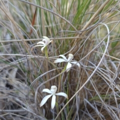 Caladenia ustulata (Brown Caps) at Stromlo, ACT - 17 Sep 2023 by BethanyDunne