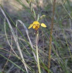 Diuris sp. (A Donkey Orchid) at Stromlo, ACT - 16 Sep 2023 by BethanyDunne