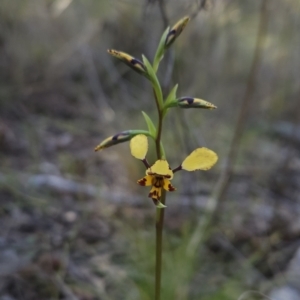 Diuris pardina at Stromlo, ACT - 17 Sep 2023