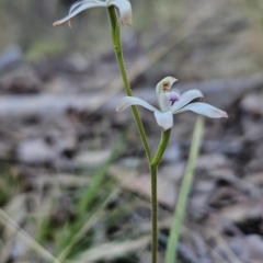 Caladenia ustulata (Brown Caps) at Stromlo, ACT - 17 Sep 2023 by BethanyDunne