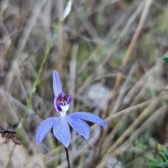 Cyanicula caerulea (Blue Fingers, Blue Fairies) at Stromlo, ACT - 16 Sep 2023 by BethanyDunne