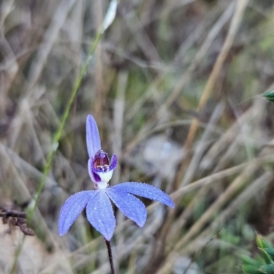 Cyanicula caerulea (Blue Fingers, Blue Fairies) at Stromlo, ACT - 17 Sep 2023 by BethanyDunne