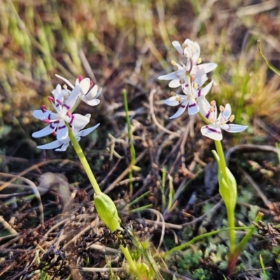 Wurmbea dioica subsp. dioica (Early Nancy) at Stromlo, ACT - 17 Sep 2023 by BethanyDunne