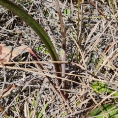 Thelymitra sp. (A Sun Orchid) at Isaacs Ridge - 17 Sep 2023 by Mike