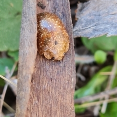 Paropsis variolosa (Variolosa leaf beetle) at Isaacs Ridge - 17 Sep 2023 by Mike