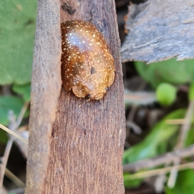 Paropsis variolosa (Variolosa leaf beetle) at Isaacs Ridge - 17 Sep 2023 by Mike