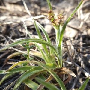 Luzula meridionalis at Stromlo, ACT - 17 Sep 2023