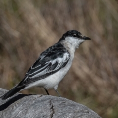 Lalage tricolor (White-winged Triller) at Majura, ACT - 16 Sep 2023 by rawshorty