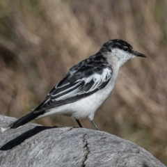 Lalage tricolor at Majura, ACT - 17 Sep 2023 09:16 AM