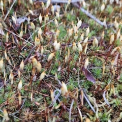 Polytrichum at Stromlo, ACT - 16 Sep 2023 by BethanyDunne