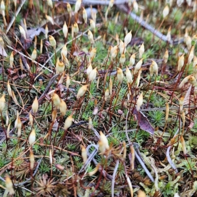 Polytrichum at Stromlo, ACT - 16 Sep 2023 by BethanyDunne