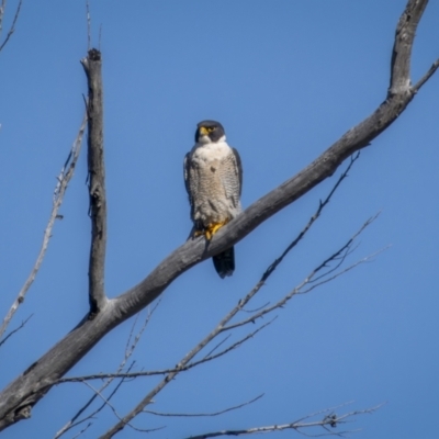 Falco peregrinus (Peregrine Falcon) at Belconnen, ACT - 17 Sep 2023 by trevsci