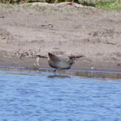 Gallinula tenebrosa (Dusky Moorhen) at Googong, NSW - 17 Sep 2023 by Wandiyali