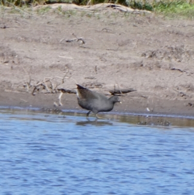 Gallinula tenebrosa (Dusky Moorhen) at Wandiyali-Environa Conservation Area - 17 Sep 2023 by Wandiyali