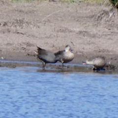 Gallinula tenebrosa at Googong, NSW - 17 Sep 2023