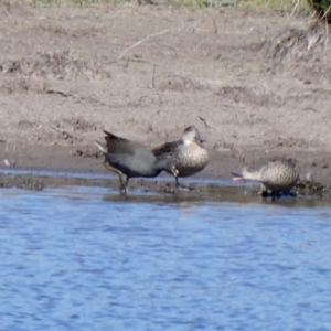 Gallinula tenebrosa at Googong, NSW - 17 Sep 2023