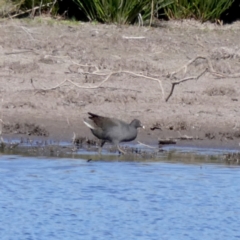 Gallinula tenebrosa at Googong, NSW - suppressed