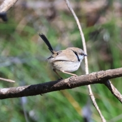 Malurus cyaneus (Superb Fairywren) at Wodonga, VIC - 16 Sep 2023 by KylieWaldon