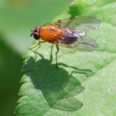 Sapromyza sp. (genus) (A lauxaniid fly) at Wodonga, VIC - 16 Sep 2023 by KylieWaldon