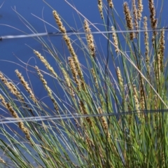 Carex appressa (Tall Sedge) at Wodonga, VIC - 16 Sep 2023 by KylieWaldon