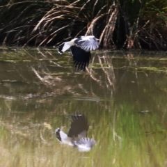 Grallina cyanoleuca (Magpie-lark) at Wodonga, VIC - 16 Sep 2023 by KylieWaldon