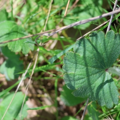 Hydrocotyle laxiflora (Stinking Pennywort) at Wodonga, VIC - 16 Sep 2023 by KylieWaldon