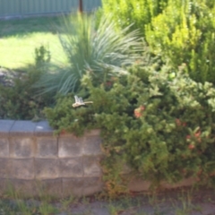 Anax papuensis at Holt, ACT - 17 Sep 2023