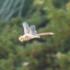 Anax papuensis at Holt, ACT - 17 Sep 2023