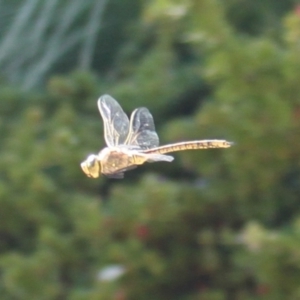 Anax papuensis at Holt, ACT - 17 Sep 2023